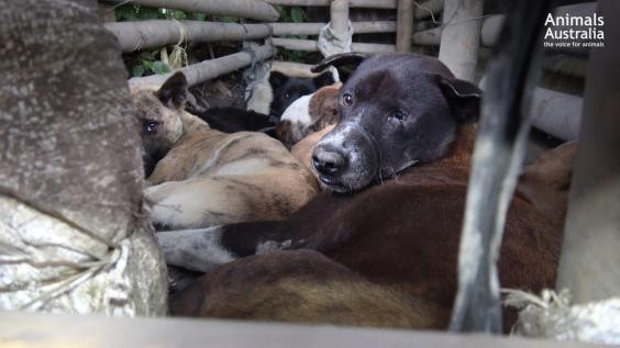Φρίκη: Σε ποιον δημοφιλή τουριστικό προορισμό σερβίρουν κρυφά…κρέας σκύλου